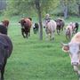 Morford Ranch