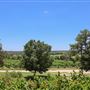 Bluff Dale Vineyards