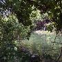 Red Bud Isle