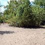 Red Bud Isle