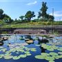 International Waterlily Collection