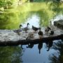 Clark Gardens Botanical Park