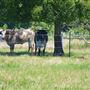 Cedar Isle Ranch