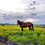 The Rustoration Ranch