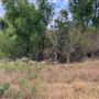Rose Ranch