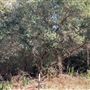Rose Ranch