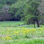 Maysel Ranch