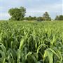 Shirttail Creek Farm