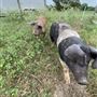 Shirttail Creek Farm