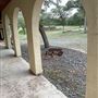 Conrey Ranch