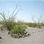 Big Bend Ranch State Park - Vista del Bofecillos