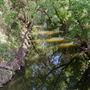 Dr. Robert Cluck Linear Park