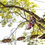 Go Ape Zipline and Adventure Park