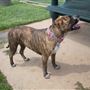 Tails 'N Trails Dog Park