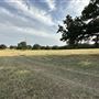 Fairlea Longhorn Ranch