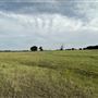 Fairlea Longhorn Ranch