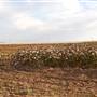 Fields on Hwy 385