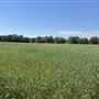 7D Hay & Cattle LLC