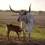 Alpha Omega Longhorn Ranch