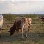 Alpha Omega Longhorn Ranch