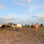 Alpha Omega Longhorn Ranch