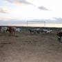 Alpha Omega Longhorn Ranch