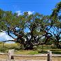 Goose Island State Park - The Big Tree