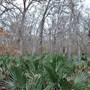 Palmetto State Park