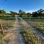 Chick Ranch