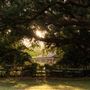 The Oaks of Anahuac