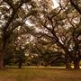 The Oaks of Anahuac