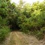 The Oaks of Anahuac