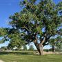 Evans Ranch