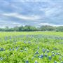Sky Creek Farm