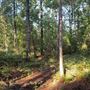 The Oaks of Anahuac