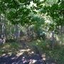 The Oaks of Anahuac