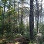 The Oaks of Anahuac
