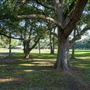 The Oaks of Anahuac