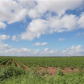 Cotton Fields on FM 1223