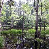 Martin Dies, Jr. State Park