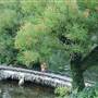 Japanese Tea Garden at Brackenridge Park