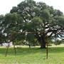 BK Ranch