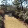 Japanese Garden in Hermann Park