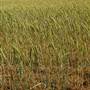Wheat Field on SH114