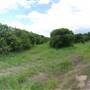 Loop Farms Inc
