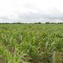 Loop Farms Inc