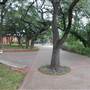 Trinity University