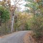 Davey Dogwood Park