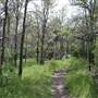 Cedar Hill State Park - Talala Trail