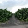 Grapefruit Orchard